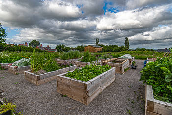 The garden The Garden