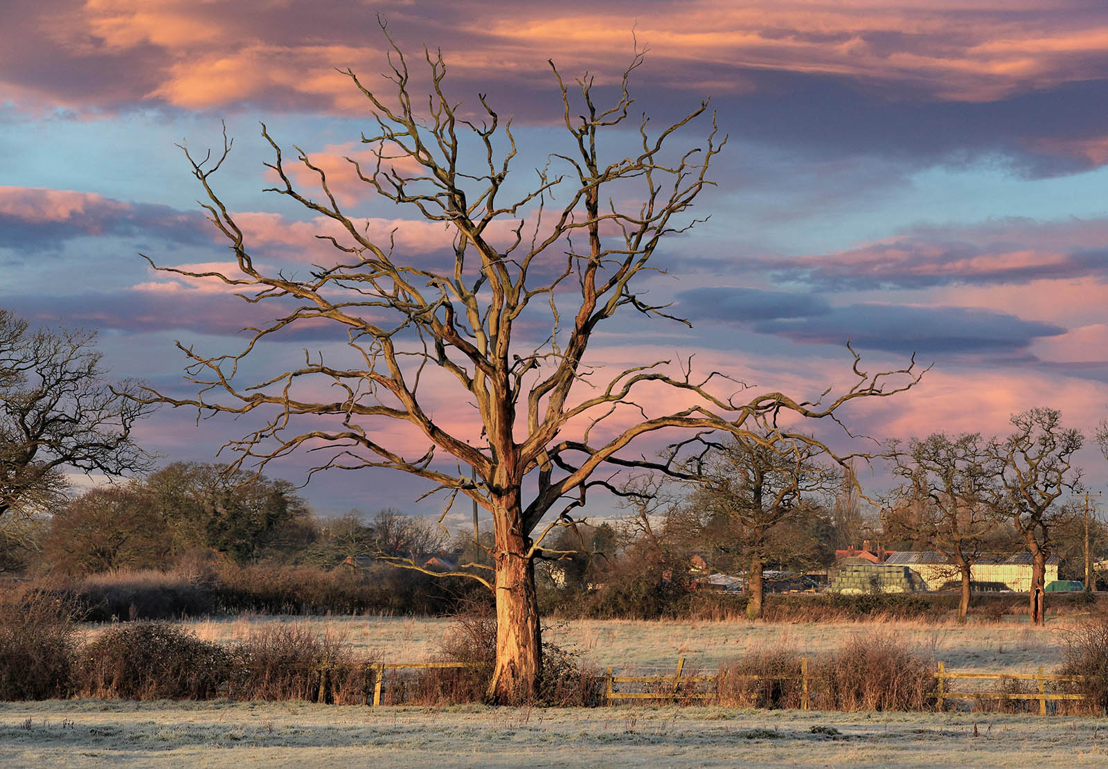 Winter's Morning