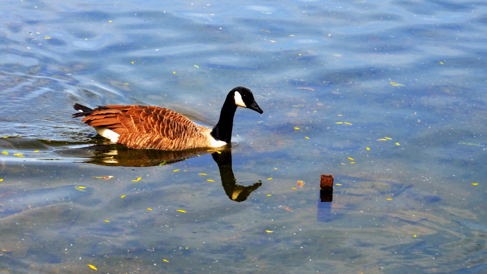 My wildlife shot!
