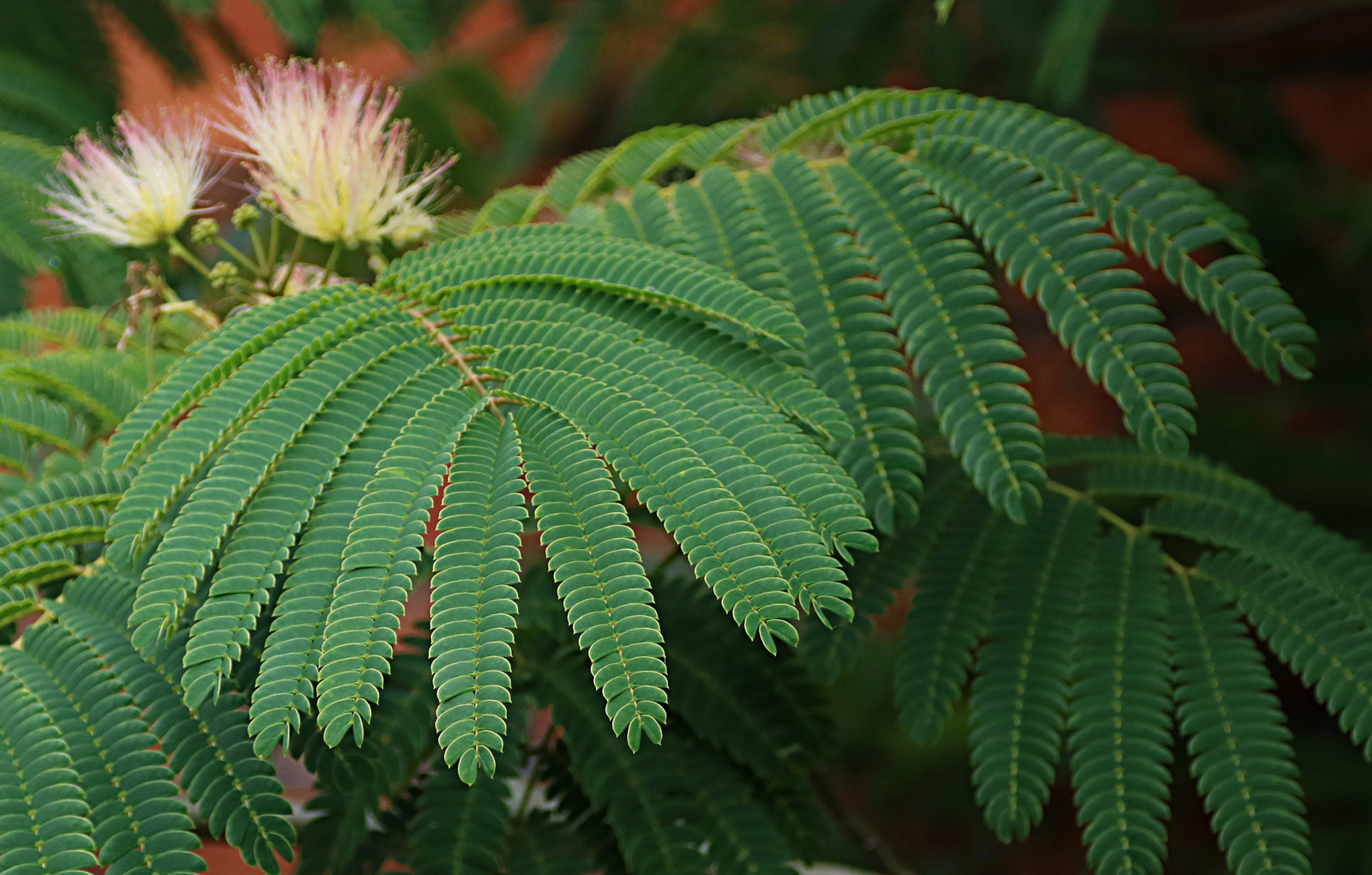 Persian Silk Tree