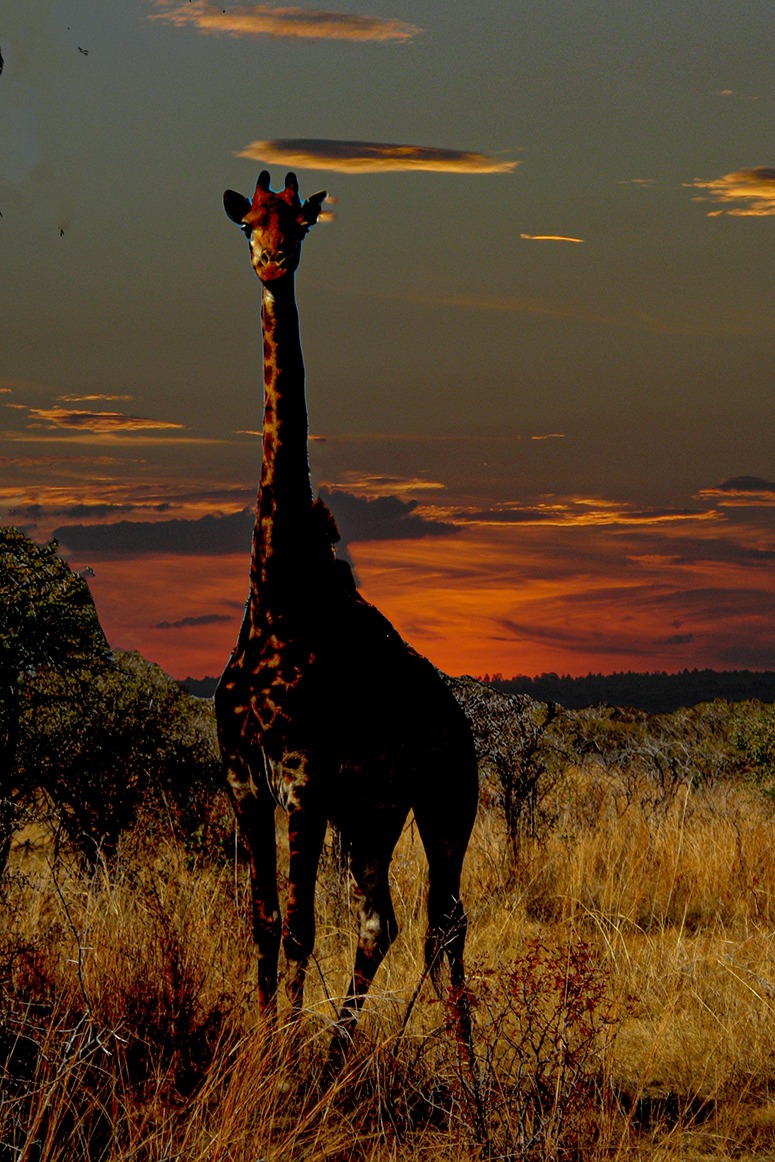 ‏Giraffe Sunset 001