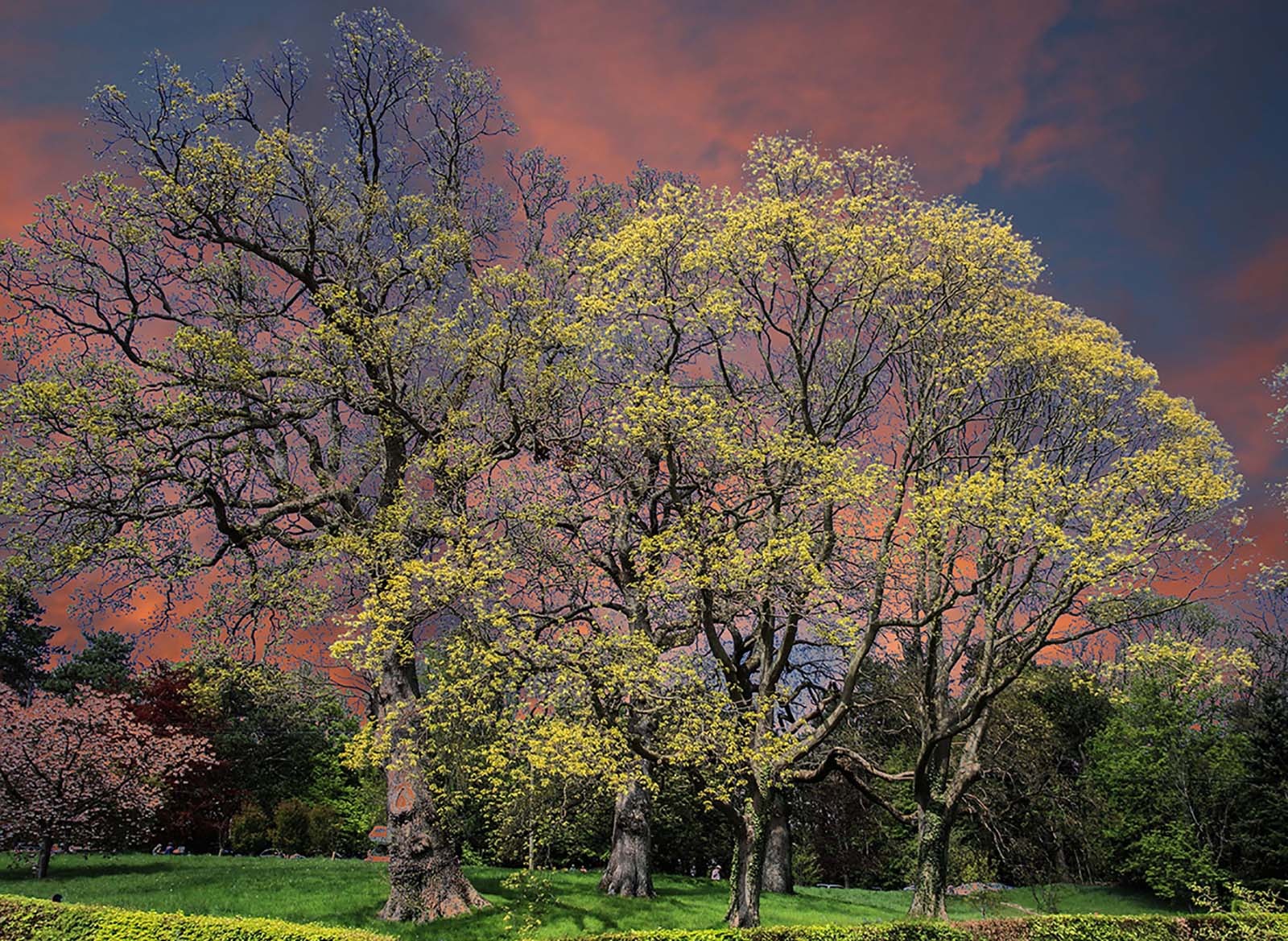 Trees in Bloom Dark Sky