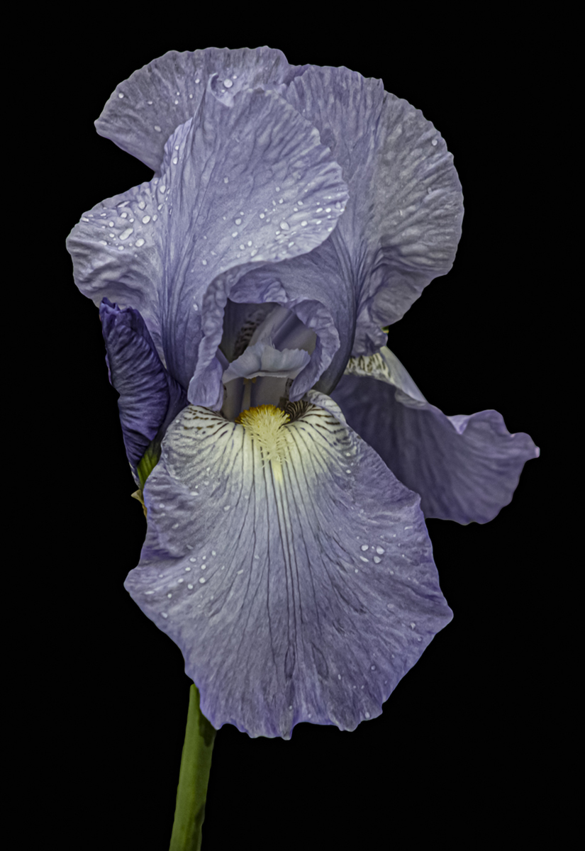 Iris