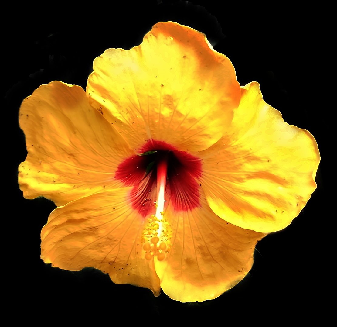 Deep yellow bloom