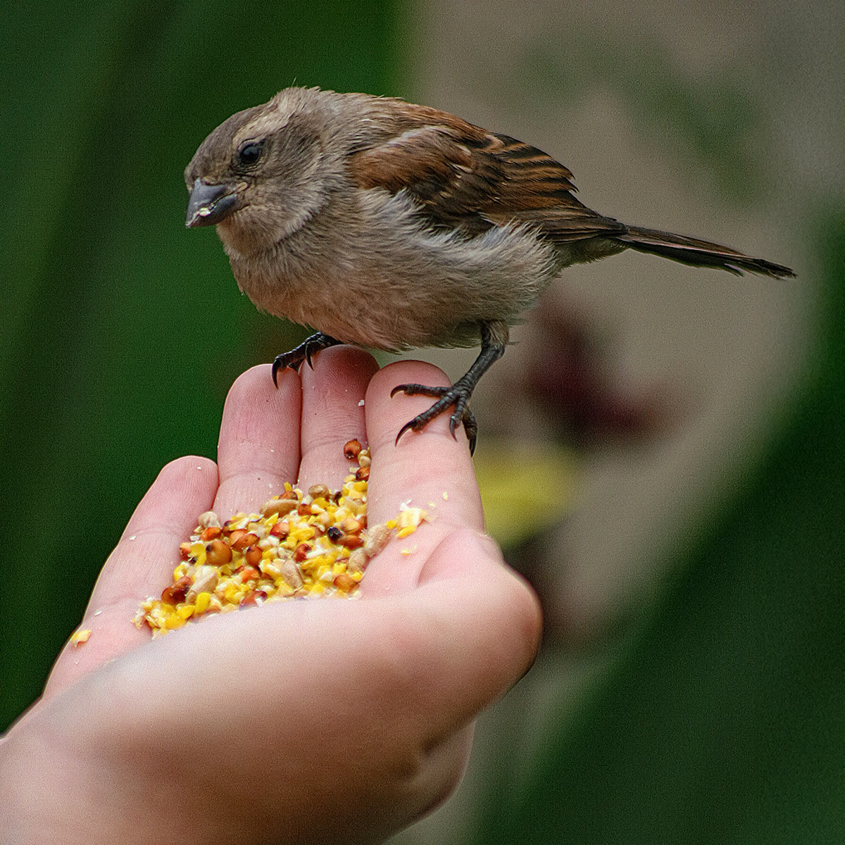 Hand Fed