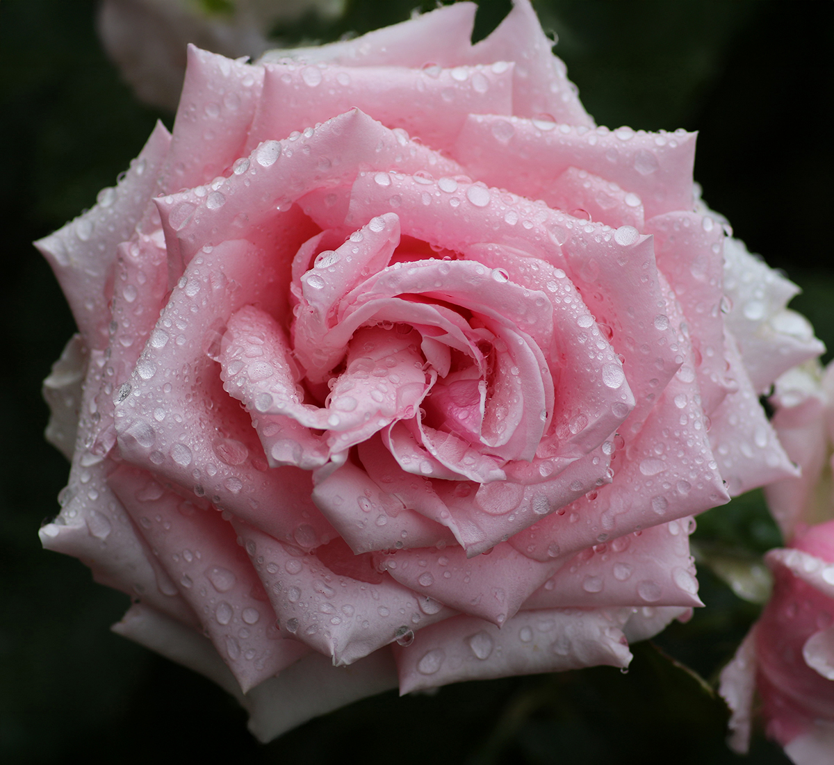 dew on rose