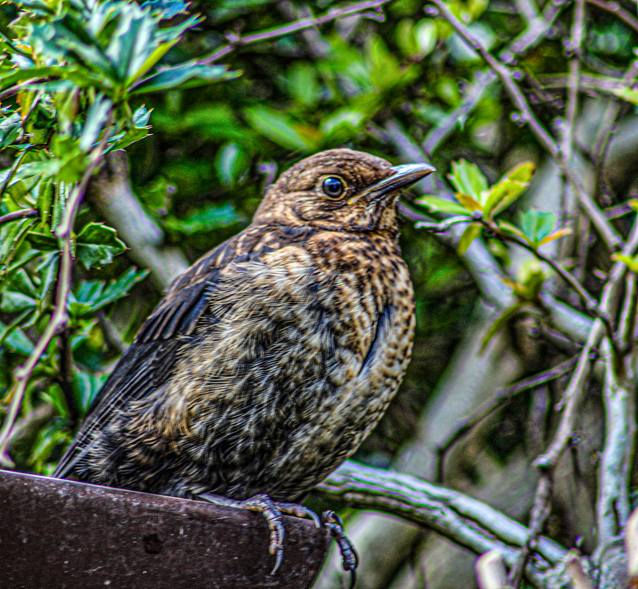 young blackbird