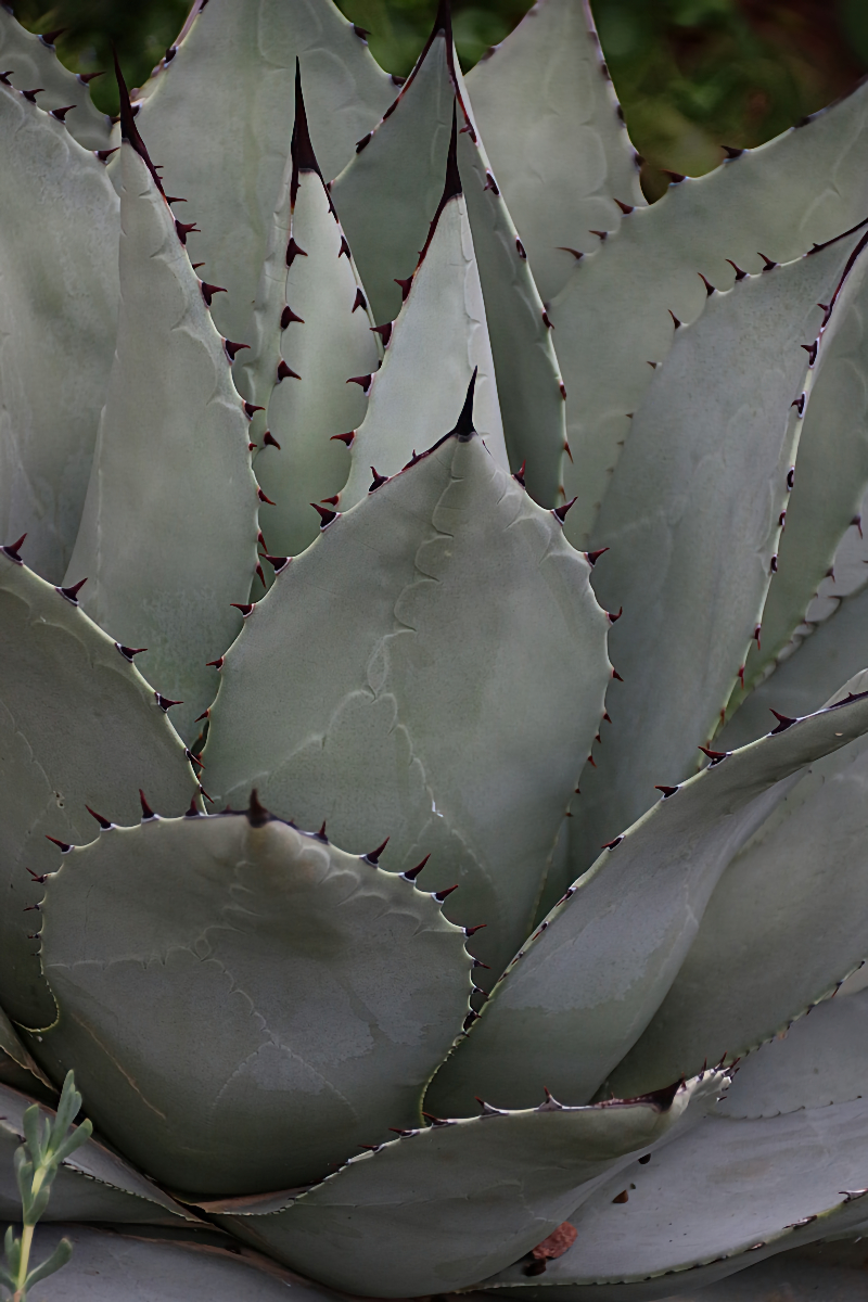 Agave
