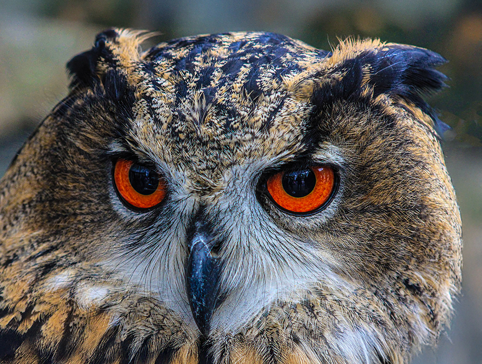 Orange Eyes