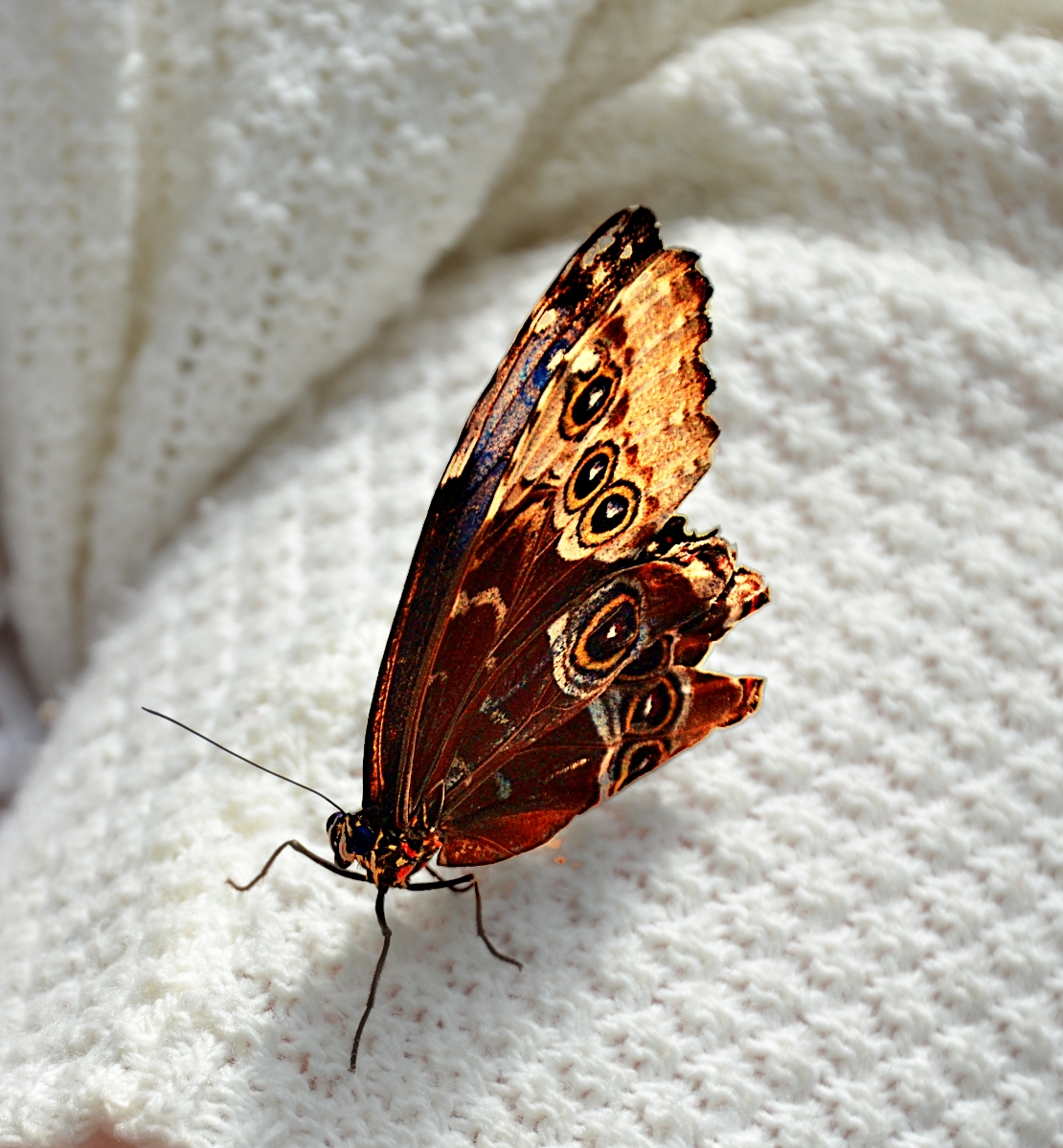 Gentle visitor  