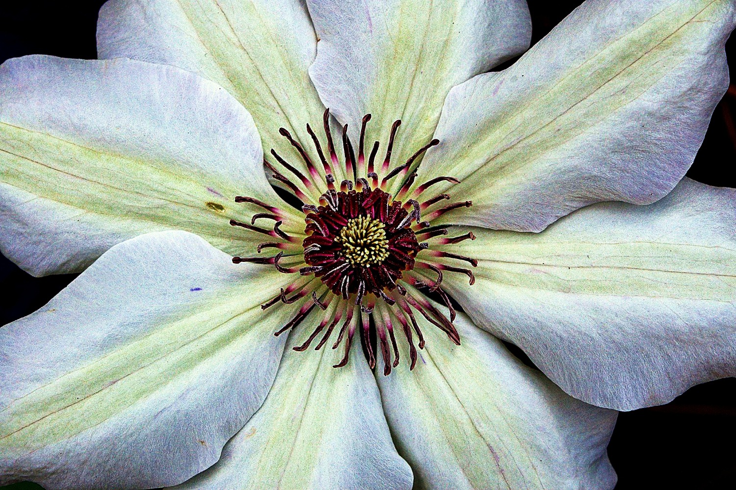 White Flower