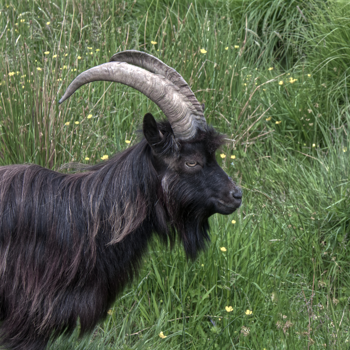 Wild Goat in Galloway 