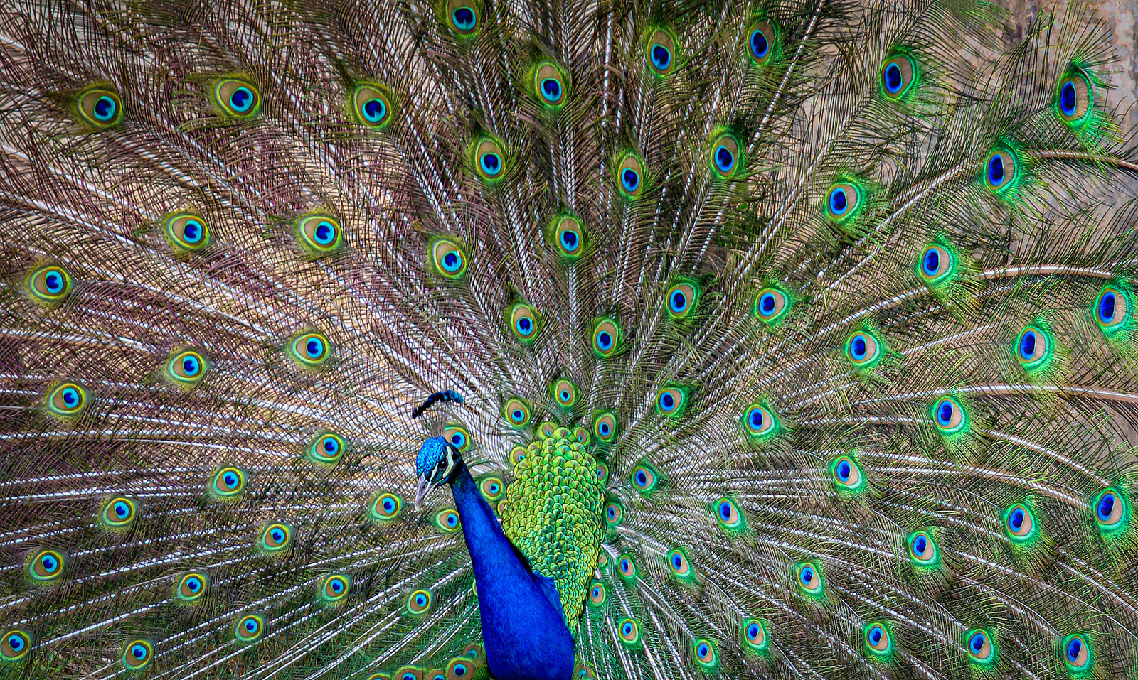Peacock