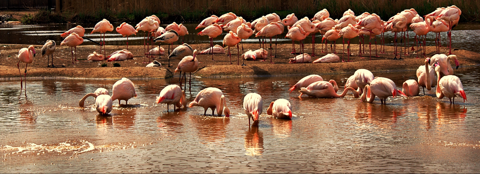 Flamingos at Chester Zoo