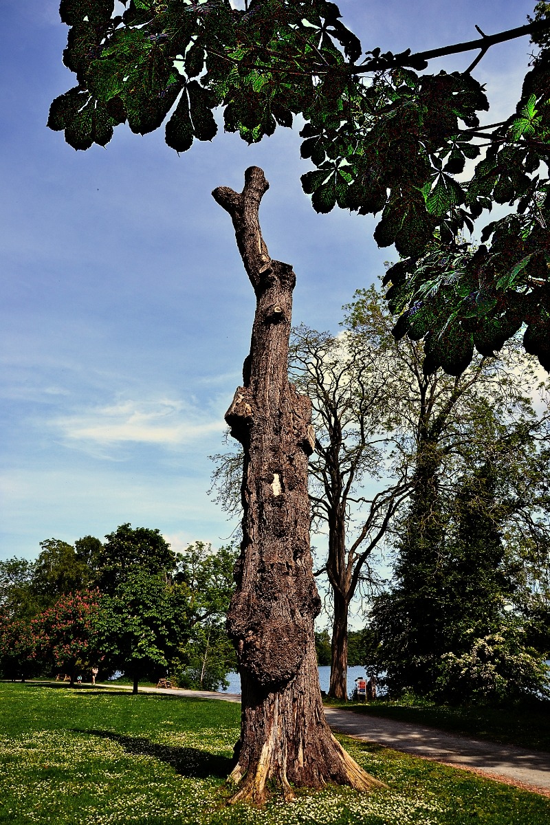 Tree sculpture! 