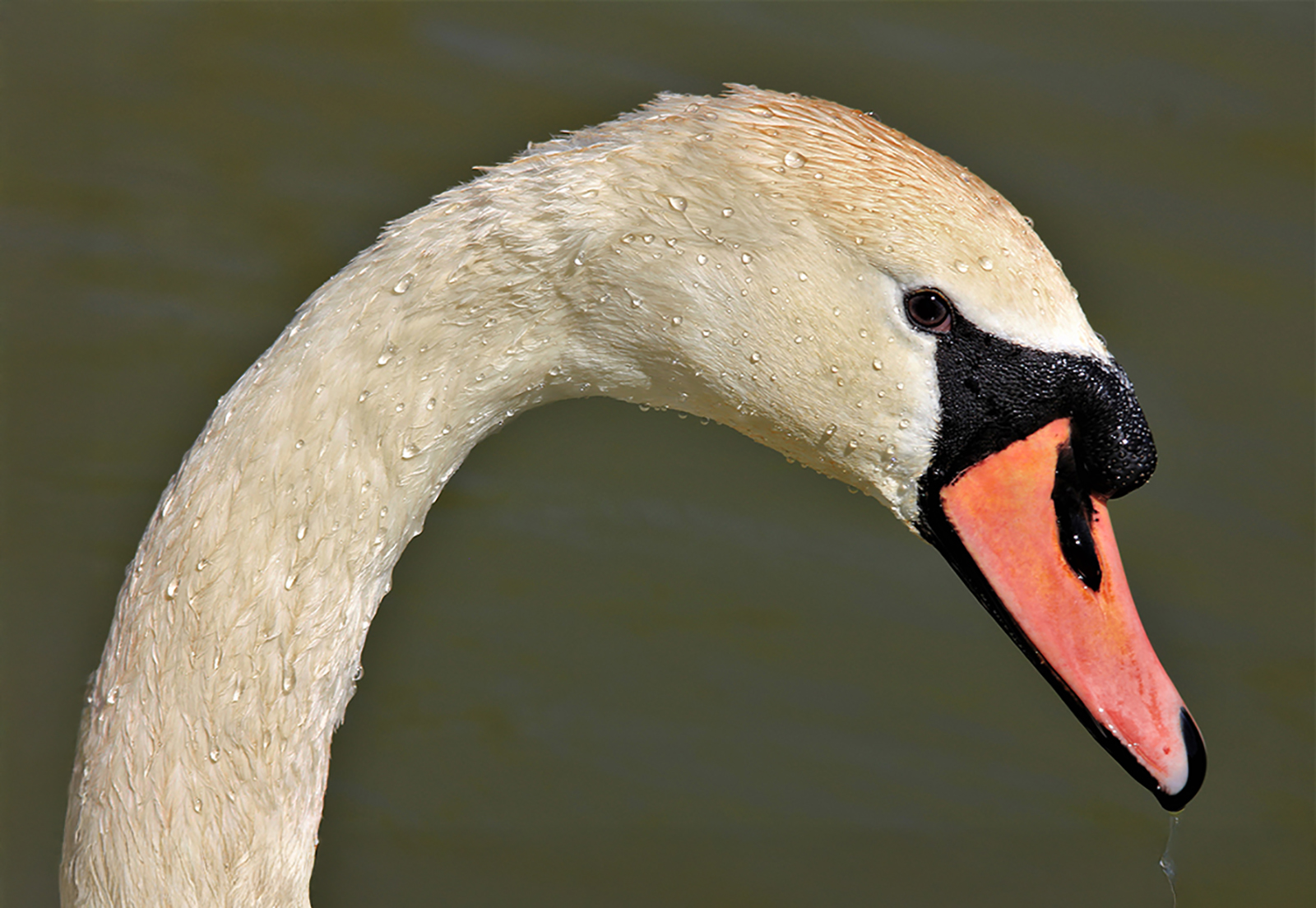 Swan Profile