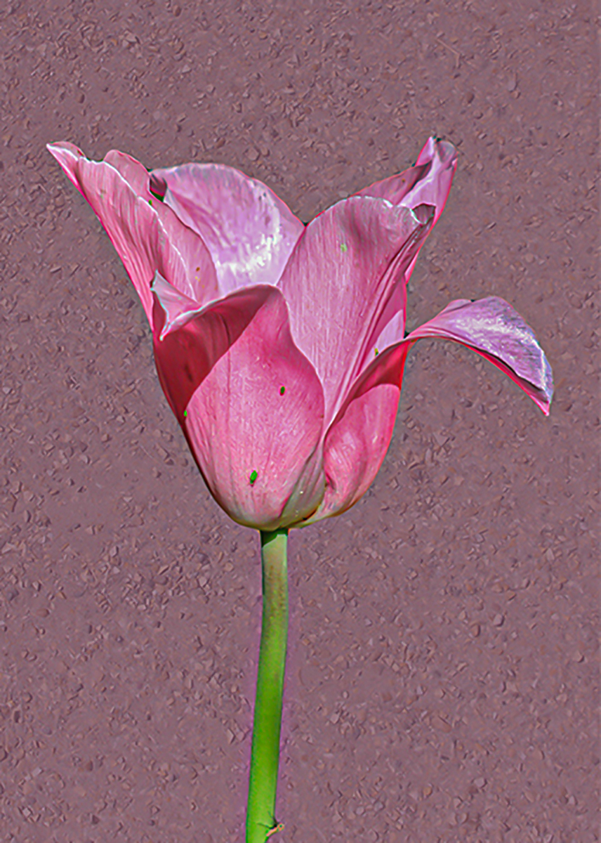Pink on Pink