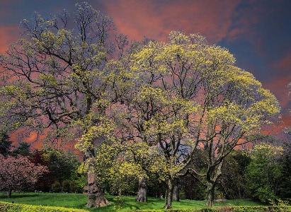 Trees in Bloom Dark Sky