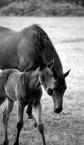 Mother & foal