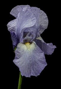 Iris