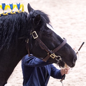 Shire Horse in the showring