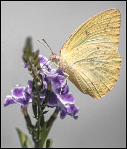 Cabbage White