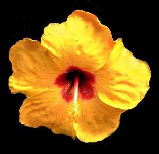Deep yellow bloom