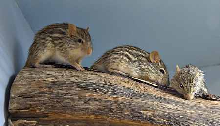 Pets or pests?