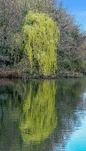 willow reflection