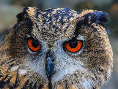 Orange Eyes
