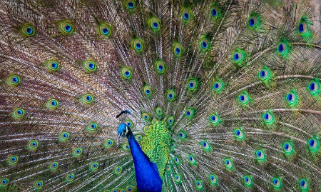 Peacock