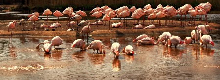 Flamingos at Chester Zoo