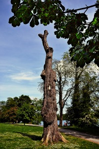 Tree sculpture! 