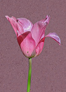 Pink on Pink