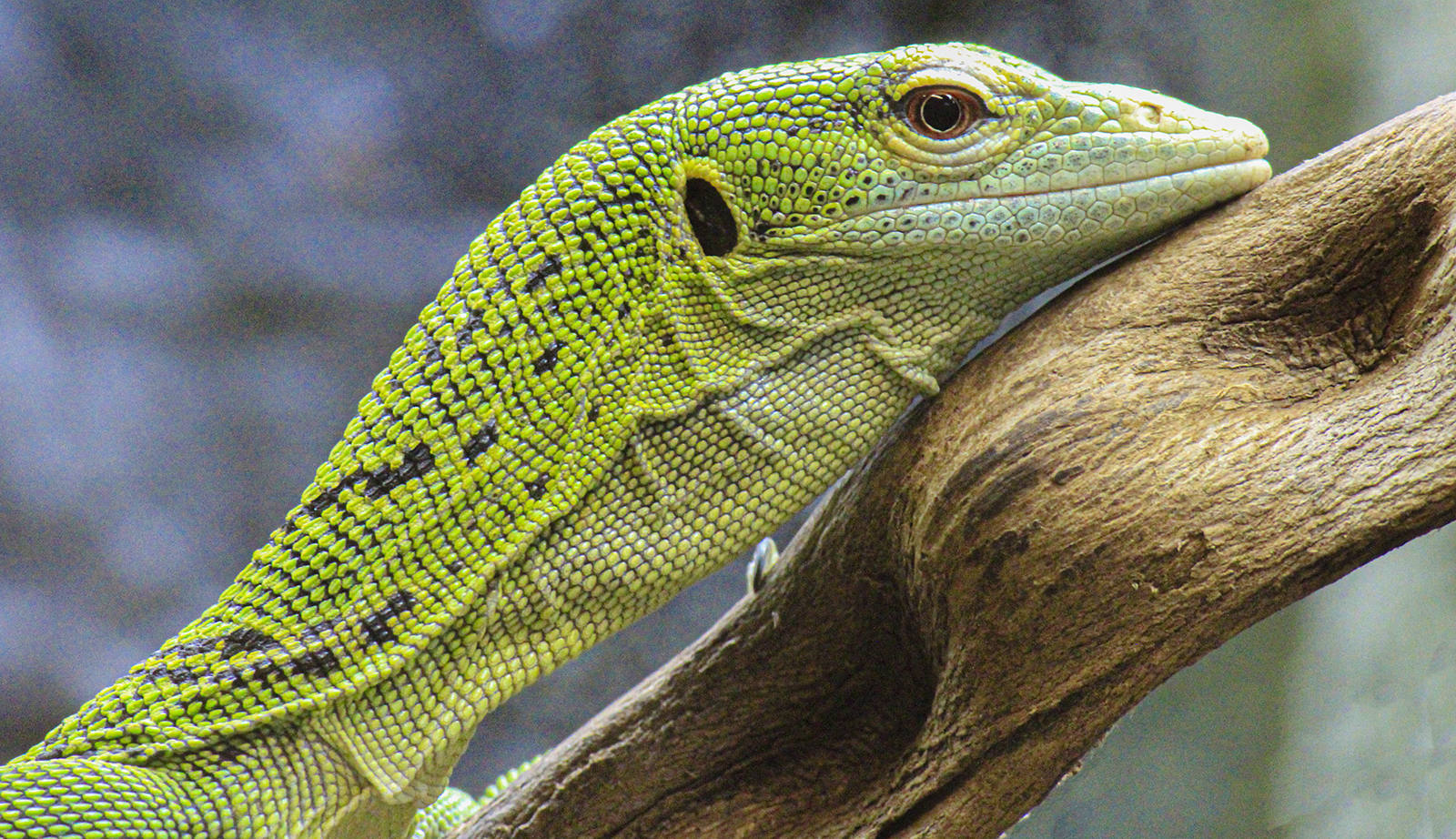 Lizard