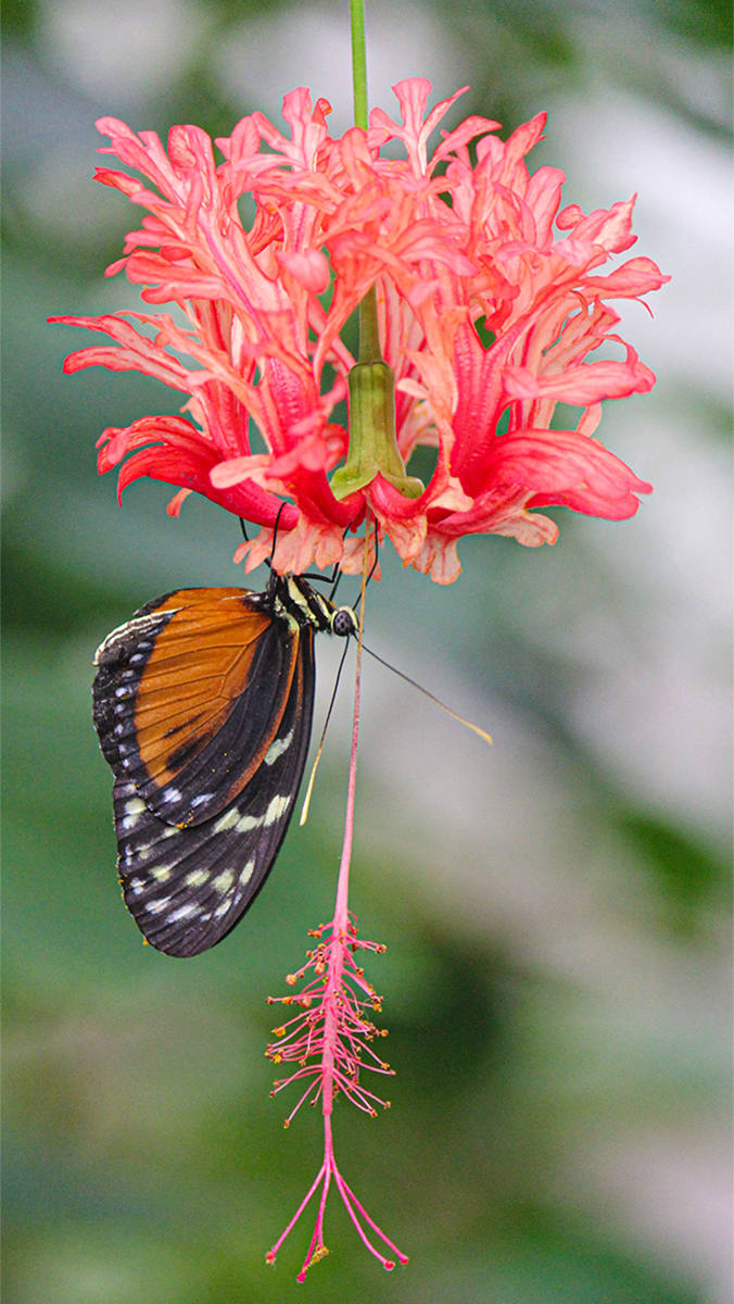 Floral Butterfly by Steve Brien Floral Butterfly