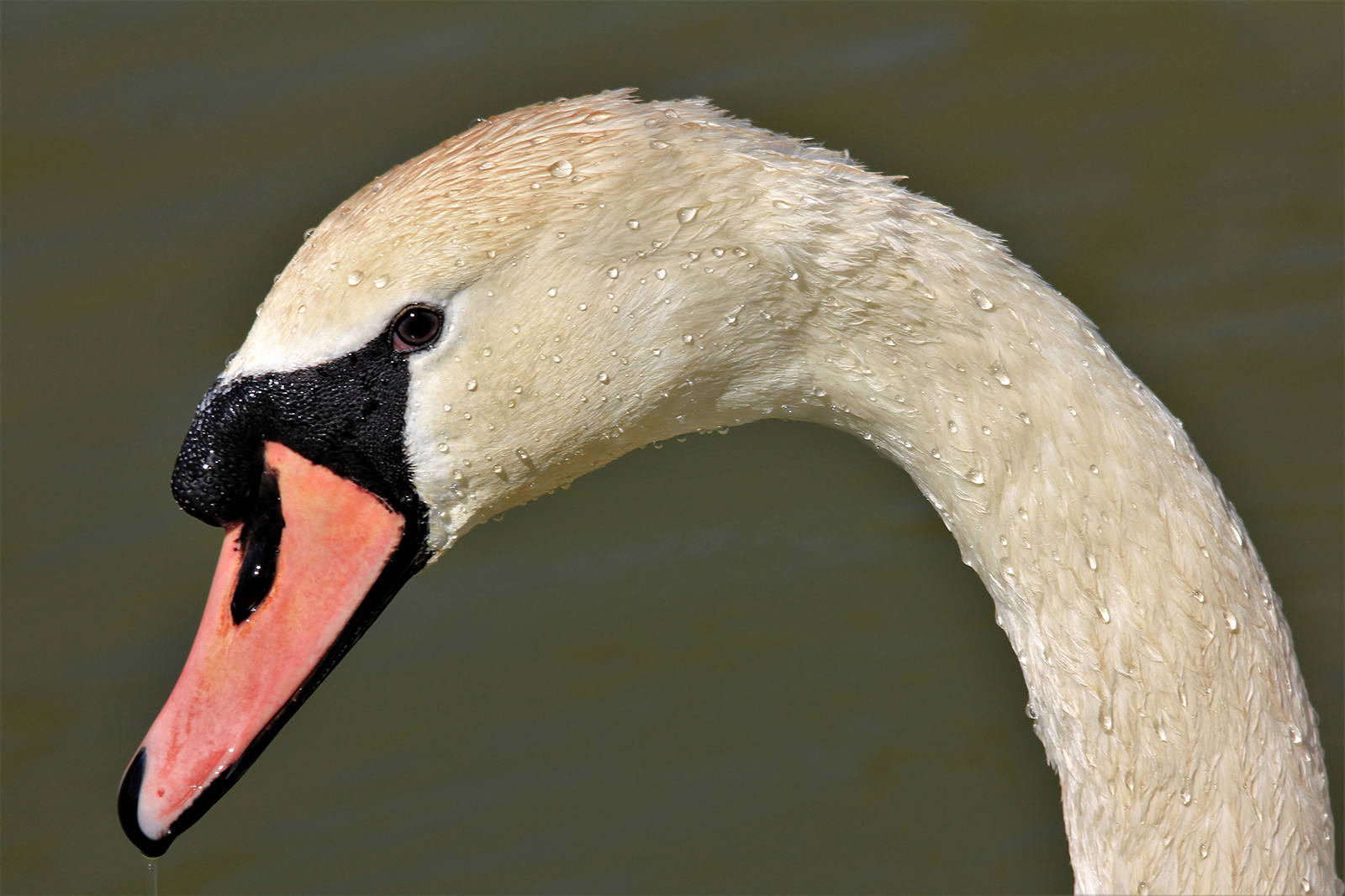 Swan profile by Steve Brien Swan profile