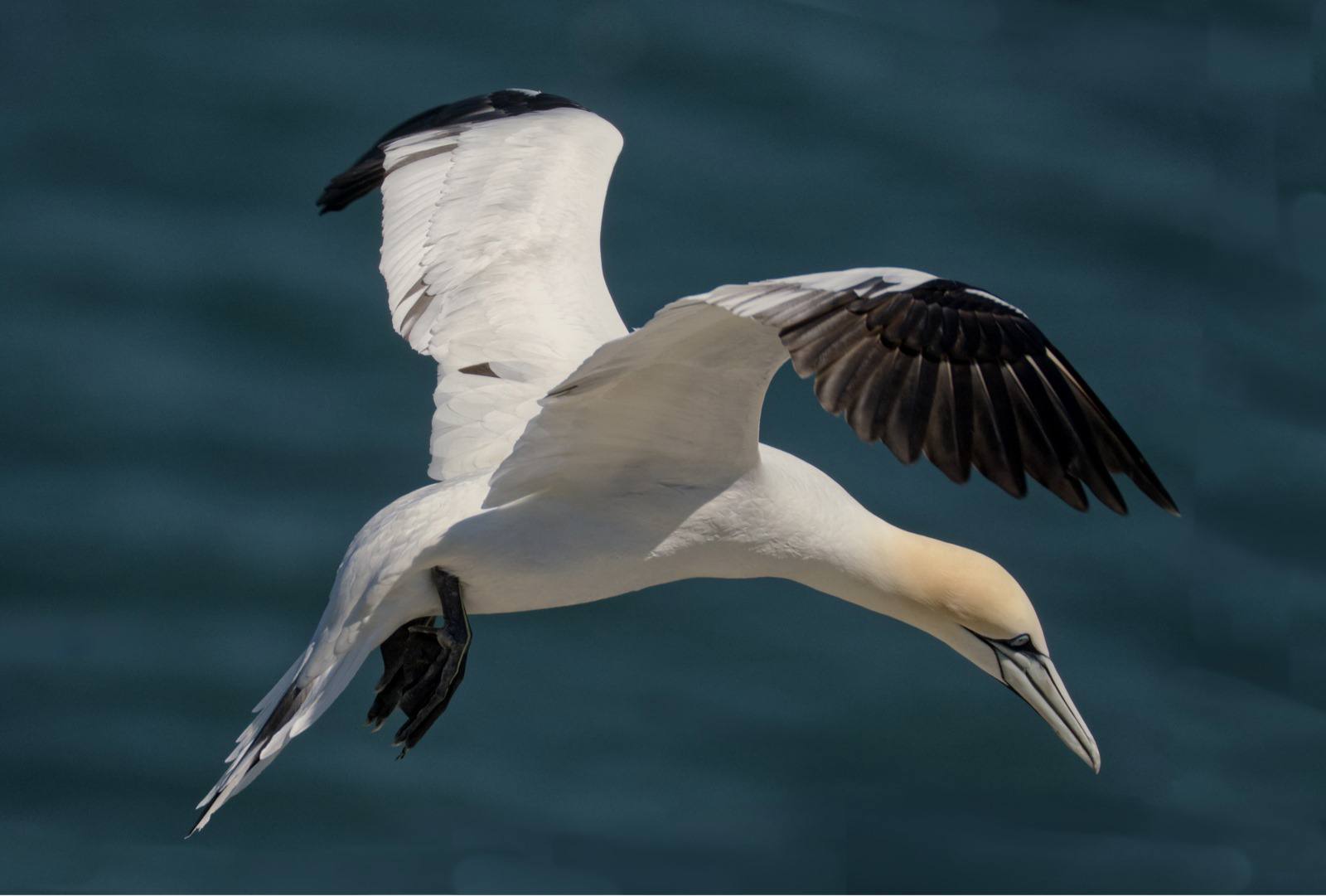 Gannet by Diana Wynn Gannet