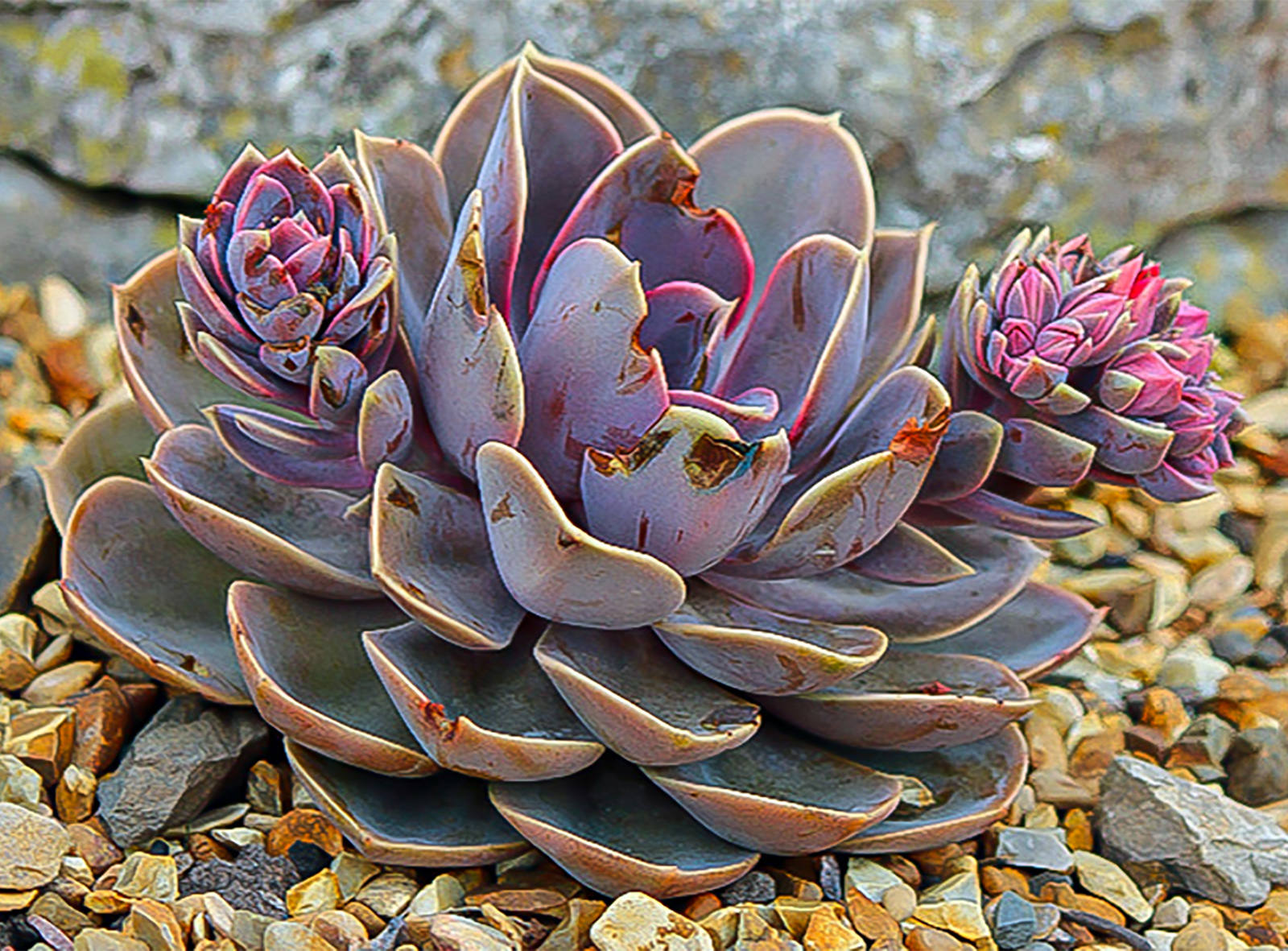Succulent by Steve Brien Succulent