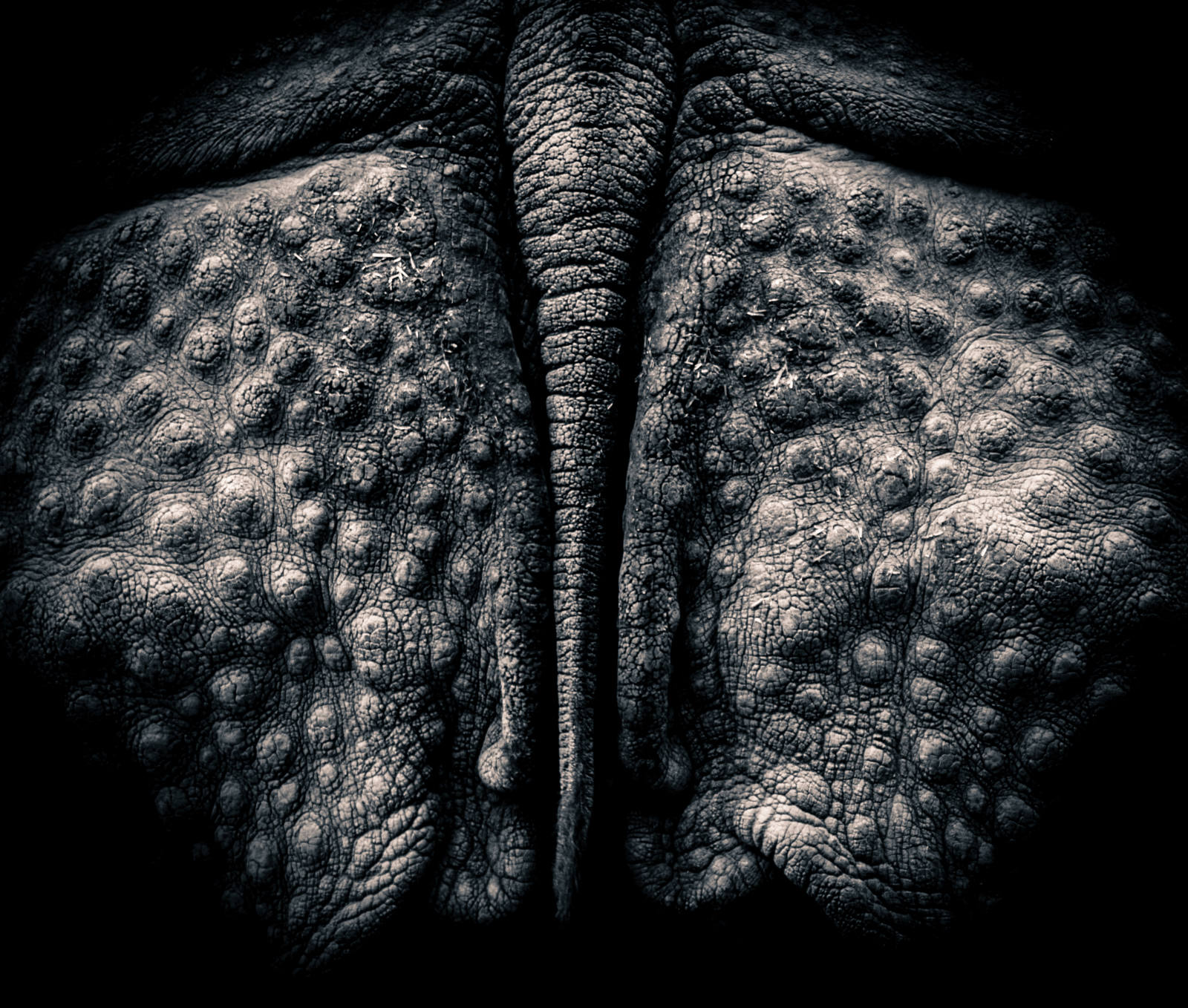Rhinoceros by Ian Woodward Rhinoceros