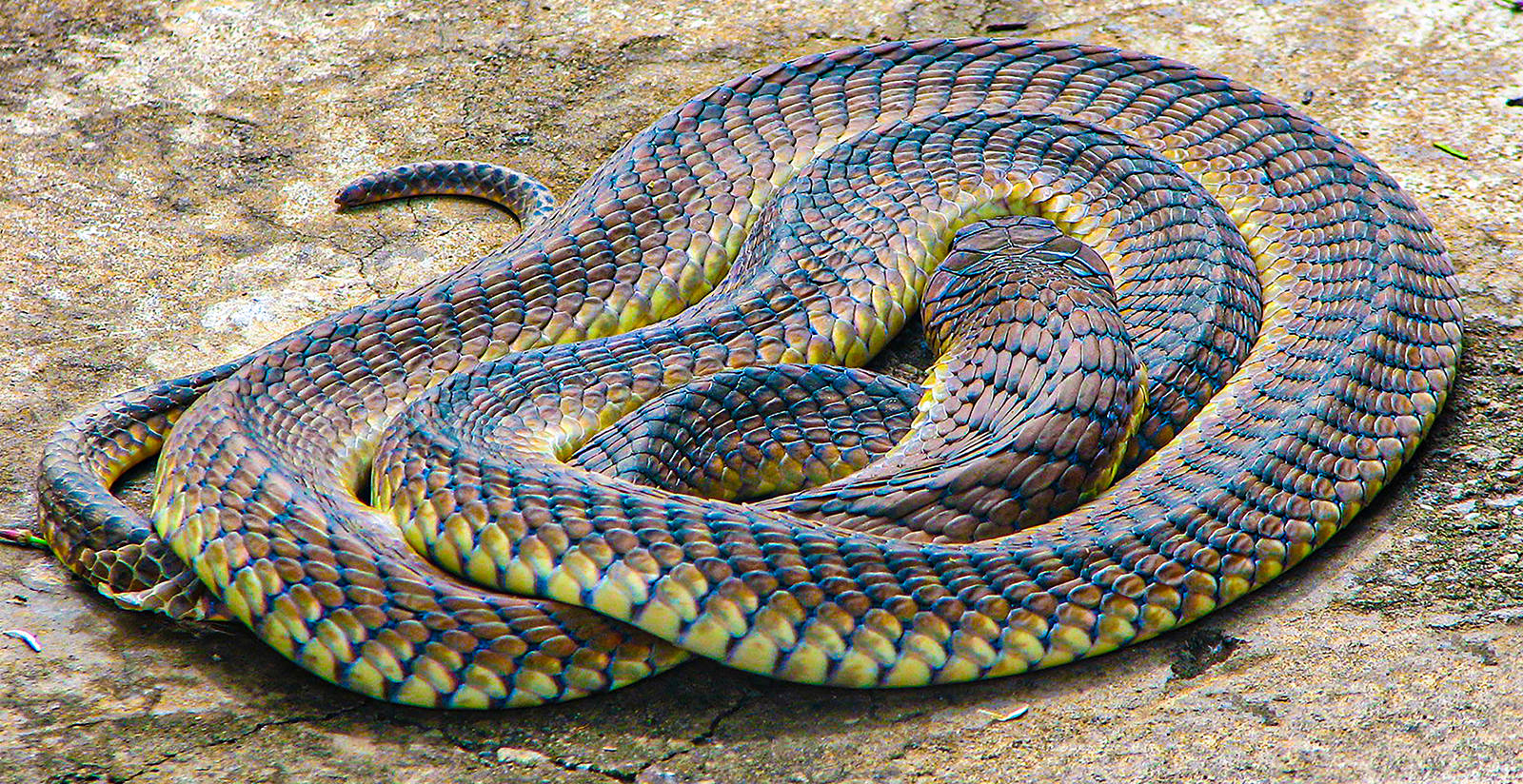 Venomous scales by Steve Brien Venomous scales