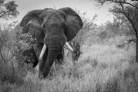 Elephant in the wild