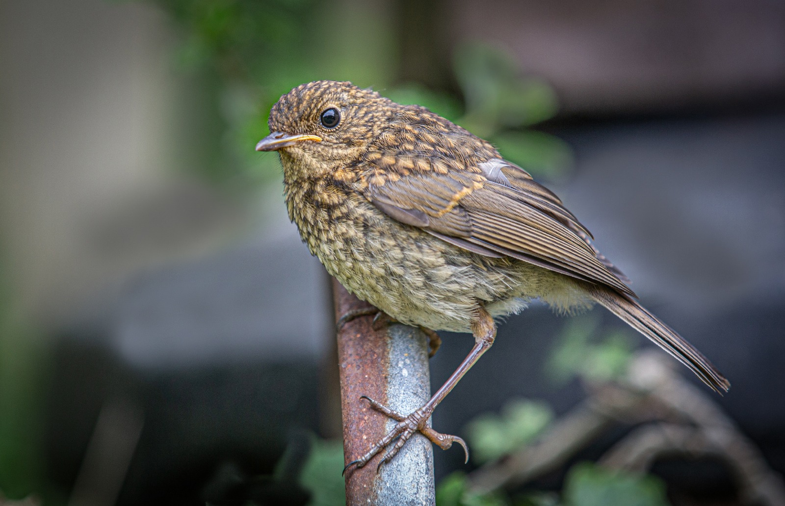 Young Robin