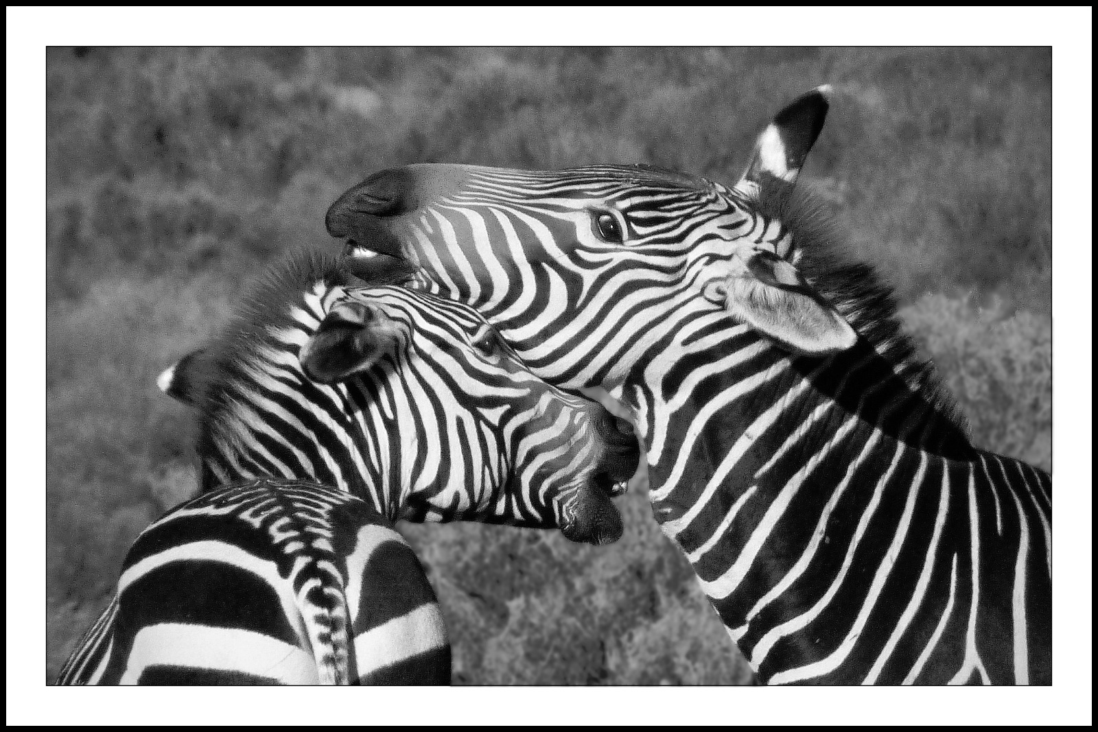 Zebra Crossing