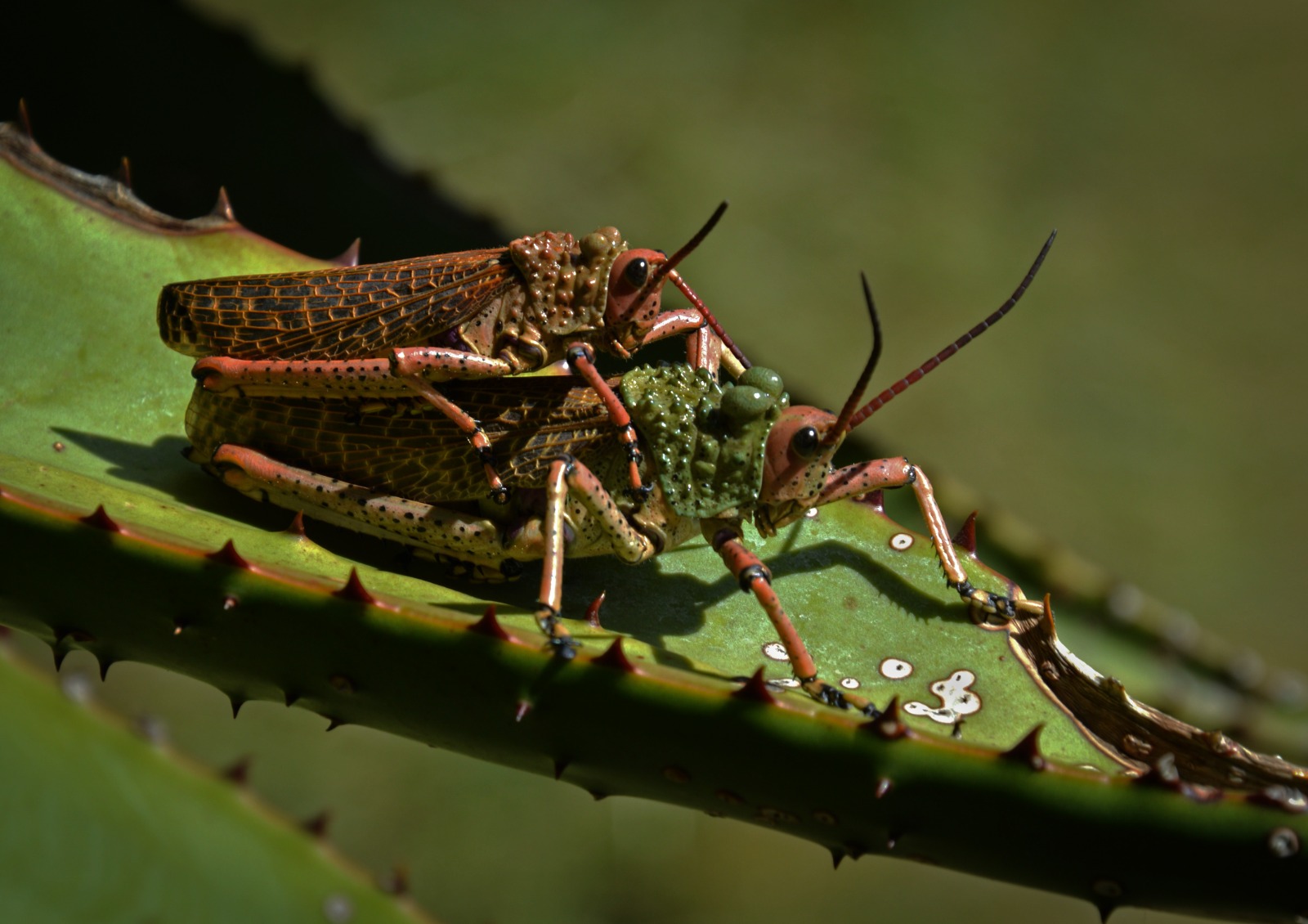 Zonocerus Elegans