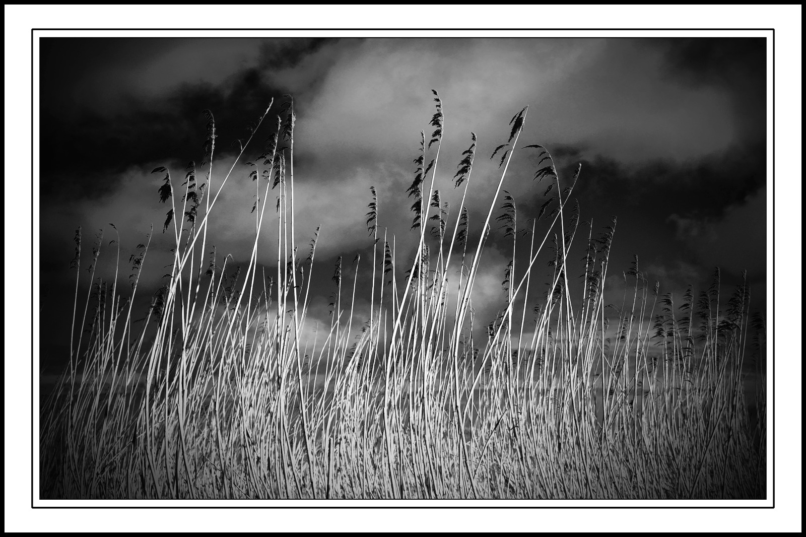 Winter Reeds