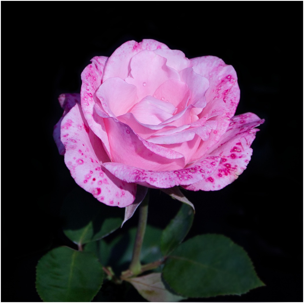 Fading beauty after rain