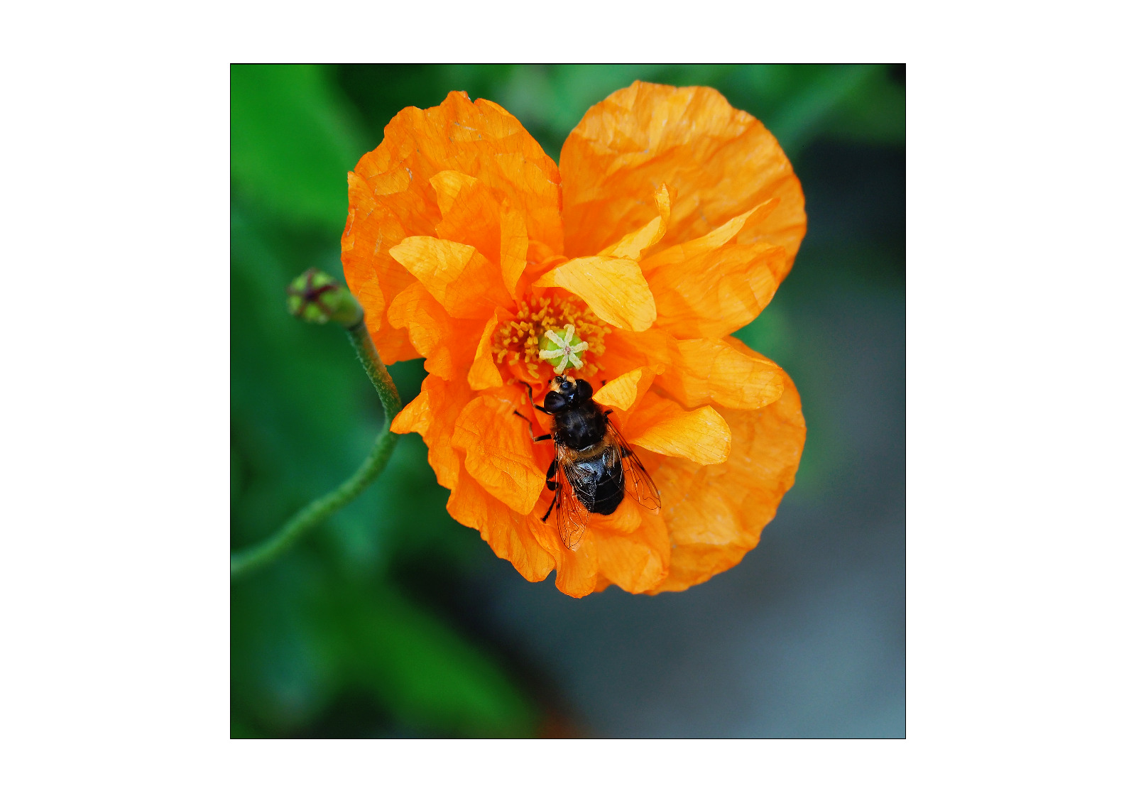 Poppy and Bee
