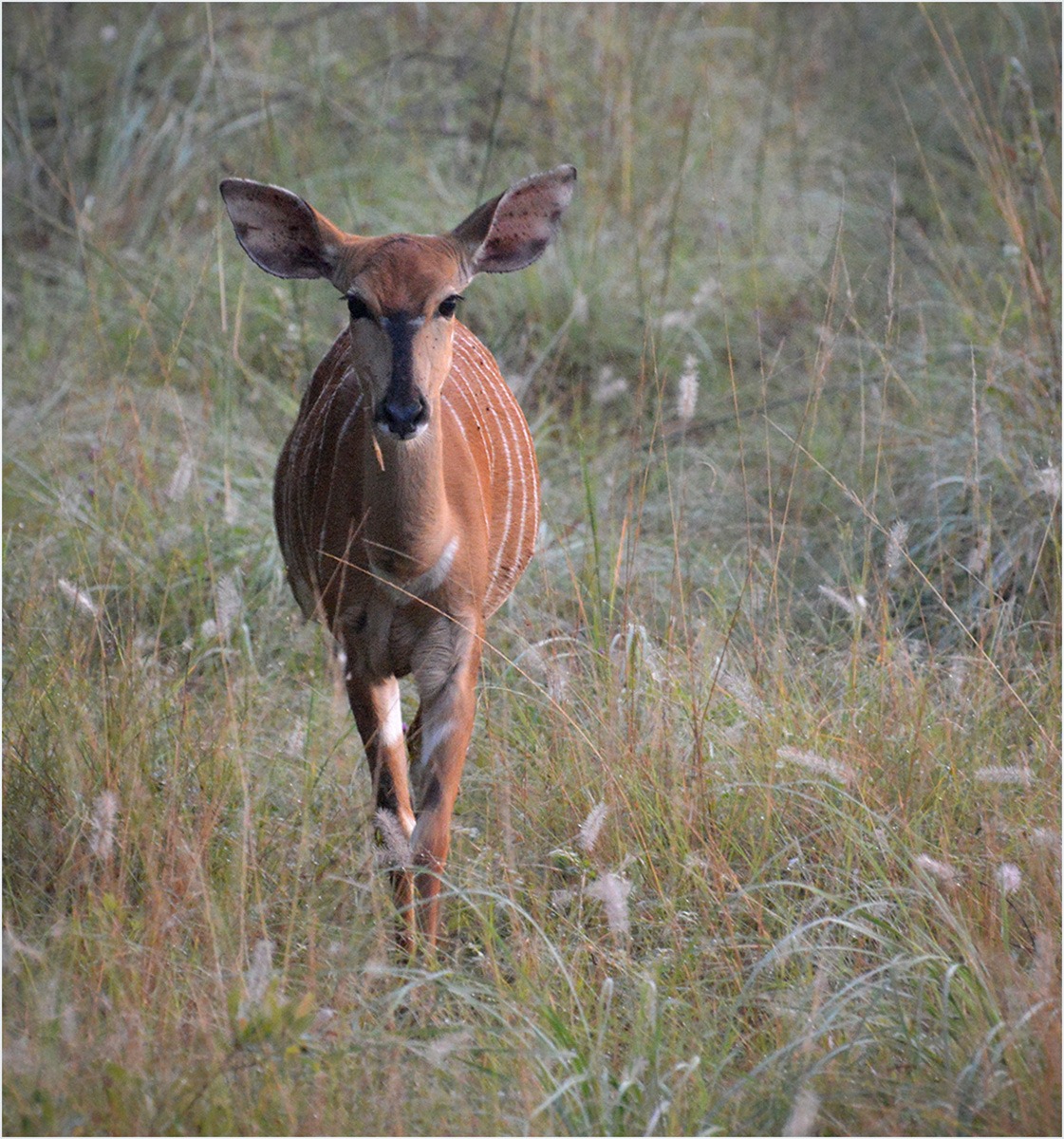 Nyala