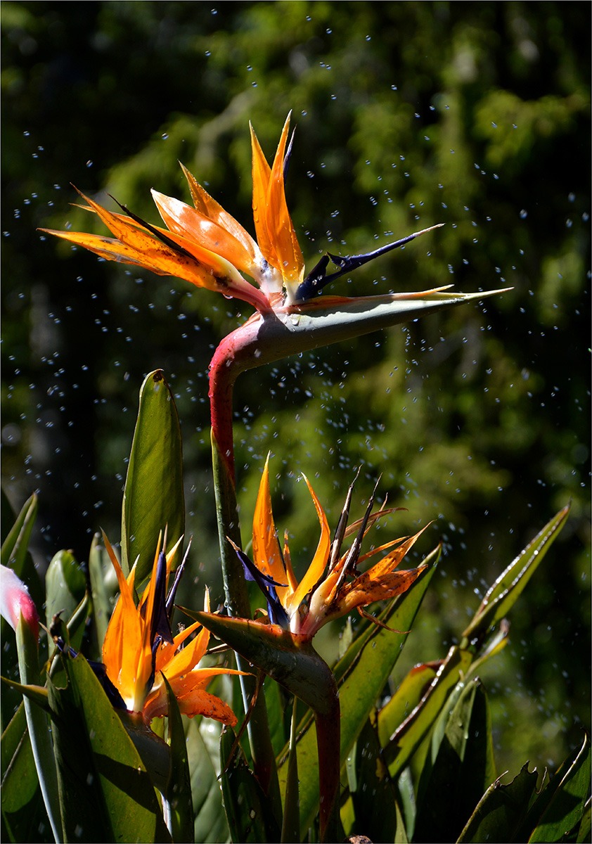 Strelitzia catching raindrops